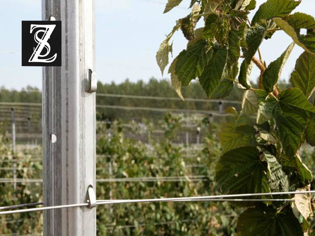 Steel vineyard posts support plants with steel wires.