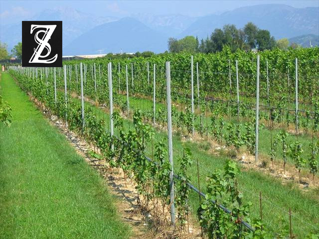 Vineyard posts and horizontal rails in the fields.